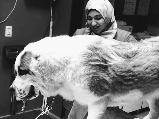 Dog clinics Cairo