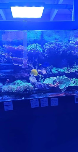 Aquarium «Reef Systems Coral Farm Inc», reviews and photos, 8459 Peter Hoover Rd, New Albany, OH 43054, USA