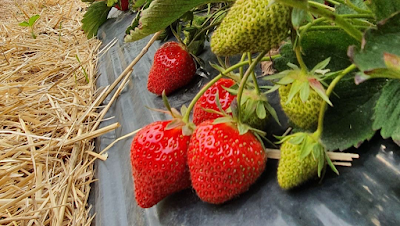 Fraises Christen à Stotzheim