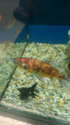 Pet Supply Store «Pet Supplies Plus», reviews and photos, 64920 Van Dyke, Washington, MI 48095, USA