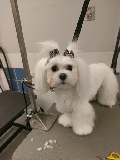 Pet Supply Store «Petco Animal Supplies», reviews and photos, 4012 W 27th Ave, Kennewick, WA 99337, USA