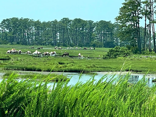 National Park «Assateague Island National Seashore», reviews and photos, 7206 National Seashore Ln, Berlin, MD 21811, USA