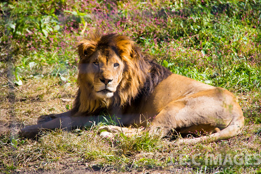 Zoo «Tri-State Zoological Park», reviews and photos, 10105 Cottage Inn Ln NE, Cumberland, MD 21502, USA