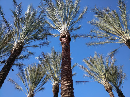 Tourist Attraction «Irvine Spectrum Ferris Wheel», reviews and photos, 101 Spectrum Center Dr, Irvine, CA 92618, USA