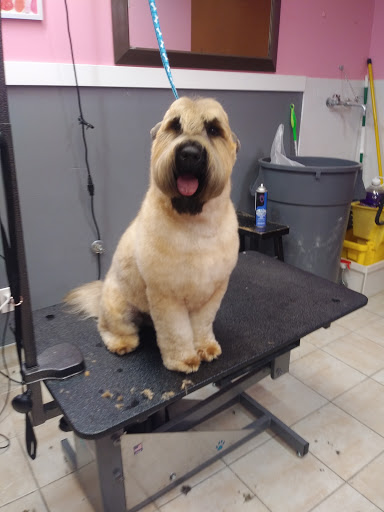 Woof Gang Bakery & Grooming Cedar Park