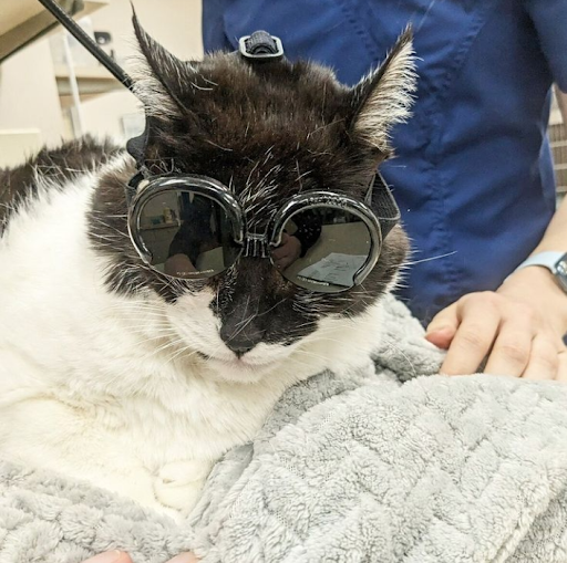 Dr. Marnie Duplissis, DVM CVCP image