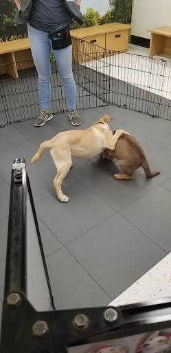 Pet Supply Store «Petco Animal Supplies», reviews and photos, 27111 167th Pl SE #113, Covington, WA 98042, USA