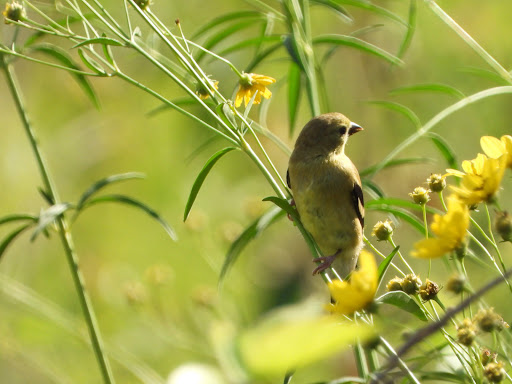 Nature Preserve «Grange Insurance Audubon Center», reviews and photos, 505 W Whittier St, Columbus, OH 43215, USA