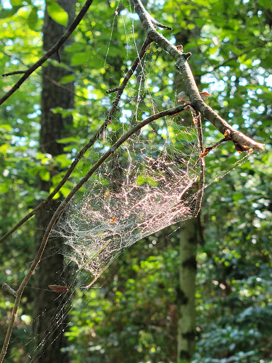 Nature Preserve «Black Run Preserve», reviews and photos, Kettle Run Rd, Evesham Township, NJ 08053, USA