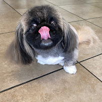 "PET DYNASTY" Boarding, Daycare, Grooming, & Training - Photo 4 - Car repair in Pleasanton, CA, Fremont