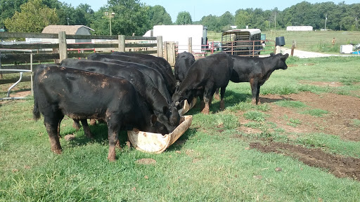 Crooked Creek Cattle