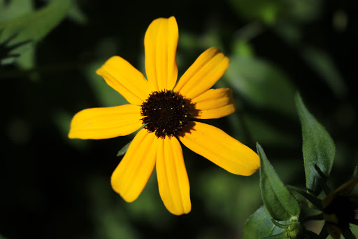 Park «Mansfield Park», reviews and photos, 85 Walker St, Massapequa Park, NY 11762, USA