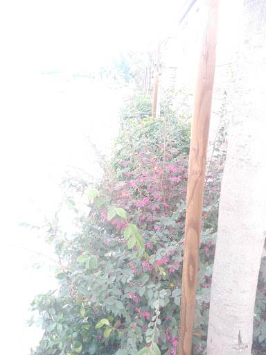 Florist «Secret Garden Florist», reviews and photos, 6076 Lincoln Ave, Cypress, CA 90630, USA