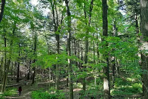 Simcoe County Forest - Hodgson Tract image