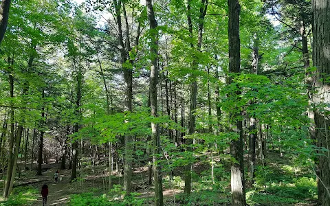 Simcoe County Forest - Hodgson Tract image