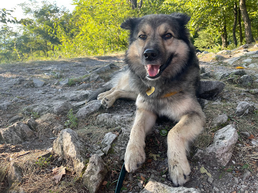 Landmark «The Pagoda», reviews and photos, 98 Duryea Dr, Reading, PA 19602, USA