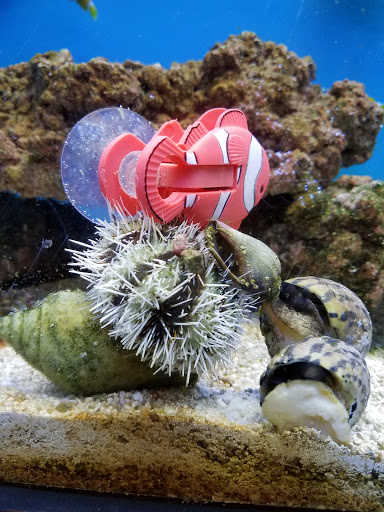 Pet Supply Store «Petco Animal Supplies», reviews and photos, 7215 170th Ave NE #115, Redmond, WA 98052, USA