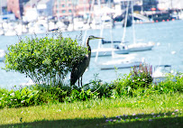 Andrew Capelluti, Ecological Landscape Design and Restoration - Photo 3 - Car repair in , Portland
