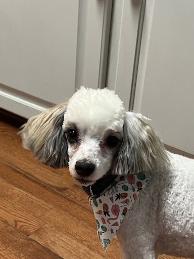 Janette Country Clip & Pet