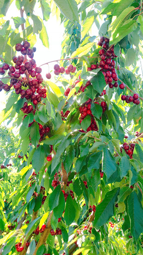 Produce Market «Washington Fruit Place At Barrett Orchards», reviews and photos, 1209 Pecks Canyon Rd, Yakima, WA 98908, USA
