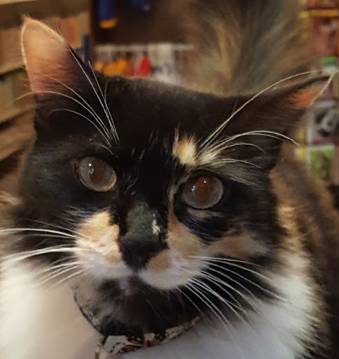 Pet Supply Store «Pet Foods Market & Supplies», reviews and photos, 1816 N Sepulveda Blvd, Manhattan Beach, CA 90266, USA