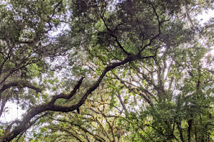 The Meadows Nature Trail