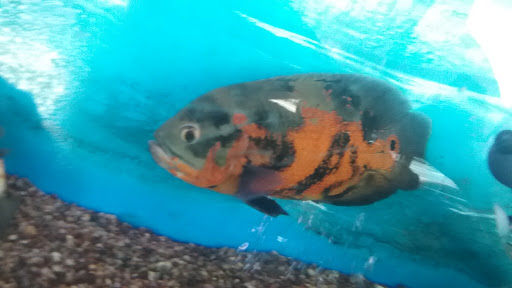 Tropical Fish Store «Trop Aquarium», reviews and photos, 3125 E Tropicana Ave D, Las Vegas, NV 89121, USA