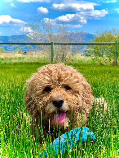 Animal Park «Dog Park At Gallatin County Regional Park (13 Acre w Pond)», reviews and photos, 3900 Baxter Ln, Bozeman, MT 59718, USA