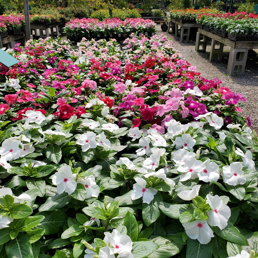 Plant Nursery «HOUSTON PLANTS & GARDEN WORLD», reviews and photos, 16726 North Fwy, Houston, TX 77090, USA