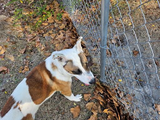 Harnett County Animal Control