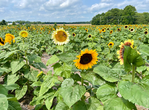 Fruit and Vegetable Store «Henley Farm», reviews and photos, 3513 Charity Neck Rd, Virginia Beach, VA 23456, USA