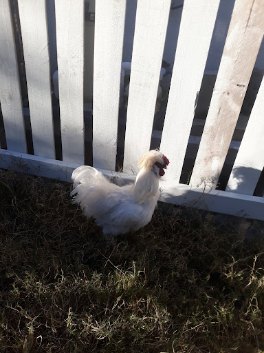 Pet Supply Store «Petco Animal Supplies», reviews and photos, 1704 US Hwy 27 S, Sebring, FL 33870, USA