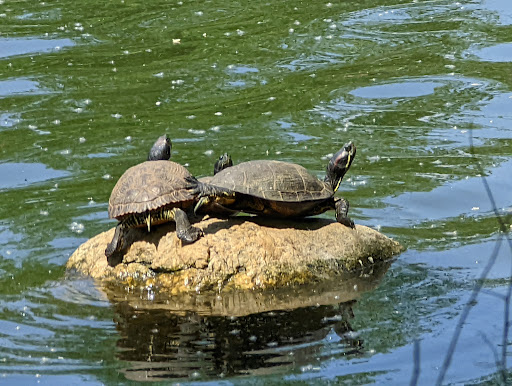 Park «Kissena Park», reviews and photos, 164-15 Booth Memorial Ave, Fresh Meadows, NY 11365, USA