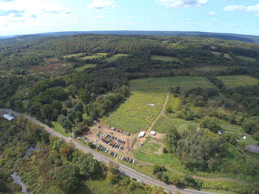 Tourist Attraction «Sussex County Sunflower Maze», reviews and photos, 101 Co Rd 645, Sandyston, NJ 07826, USA