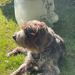 Photo n° 1 de l'avis de Merv.l fait le 21/06/2024 à 11:10 pour Clinique VETERINAIRE EVA à Argentonnay