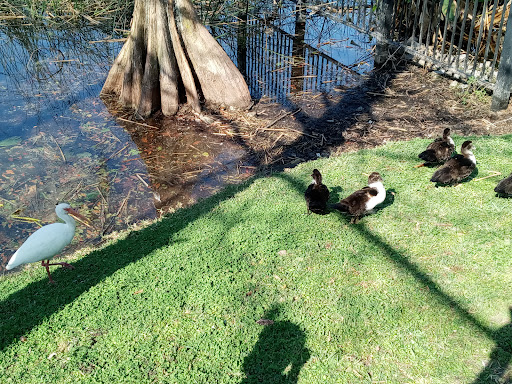 Park «Lake Lily Park», reviews and photos, 900 S Orlando Ave, Maitland, FL 32751, USA