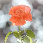 Photo n°1 de l'avis de John.l fait le 06/08/2022 à 08:14 sur le  Forno Rami à Ravarino