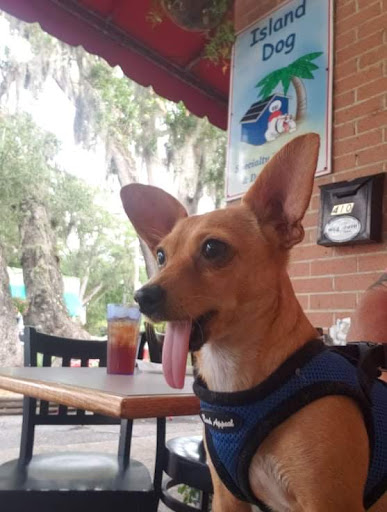 Pet Store «Island Dog», reviews and photos, 410 Mallery St, Saint Simons Island, GA 31522, USA
