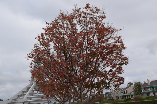 Park «Mike Ward Community Park Woodbridge», reviews and photos, 20 Lake Rd, Irvine, CA 92604, USA