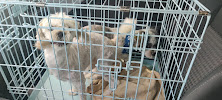 ACE OF HEARTS KENNEL AND GROOMING - Photo 3 - Car repair in Albuquerque, NM, Albuquerque