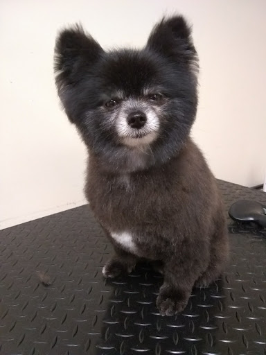 Pet Supply Store «EarthWise Pet Supply - Richardson», reviews and photos, 1310 W Campbell Rd #128, Richardson, TX 75080, USA