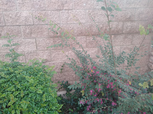 Florist «Secret Garden Florist», reviews and photos, 6076 Lincoln Ave, Cypress, CA 90630, USA