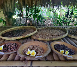 Sari Amerta Luwak Coffee photo