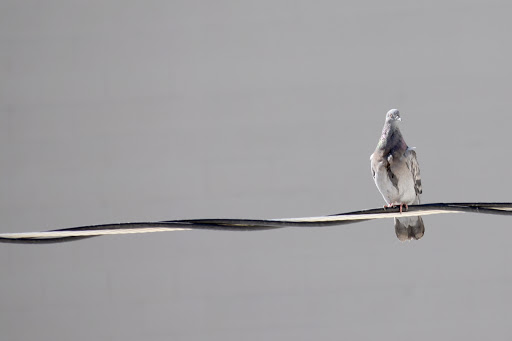 Advertising Agency «Hound Creative Agency | Bend Oregon», reviews and photos, 115 NW Oregon Ave #7, Bend, OR 97703, USA