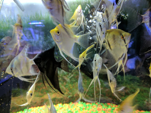 Tropical Fish Store «Best Fish», reviews and photos, 1335 N Doctor M.L.K. Dr, Milwaukee, WI 53212, USA
