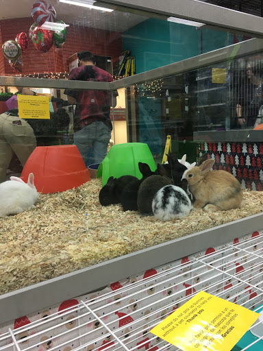 Pet Store «Petland South Orlando», reviews and photos, 3920 S Semoran Blvd, Orlando, FL 32822, USA