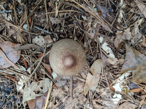 Nature Preserve «Eldora Nature Preserve», reviews and photos, 2350 NJ-47, Delmont, NJ 08314, USA