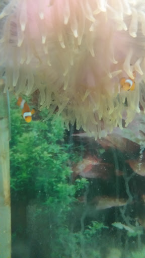 Tropical Fish Store «J B Tropical Fish», reviews and photos, 1950 N Black Horse Pike, Williamstown, NJ 08094, USA