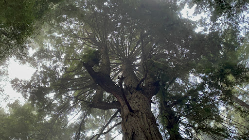 Nature Preserve «LandPaths Grove of Old Trees», reviews and photos, 17599 Fitzpatrick Ln, Occidental, CA 95465, USA