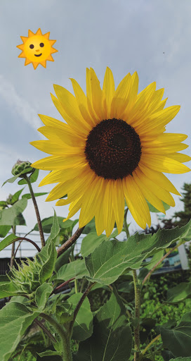 Park «Asser Levy Park», reviews and photos, 302 Sea Breeze Ave, Brooklyn, NY 11224, USA